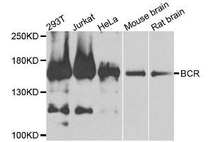 Western blot analysis of extracts of various cell lines, using BCR antibody. (BCR anticorps  (AA 1-300))