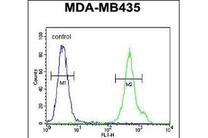 CD1E Antibody (Center) (ABIN653900 and ABIN2843142) flow cytometric analysis of MDA-M cells (right histogram) compared to a negative control cell (left histogram). (CD1e anticorps  (AA 184-212))