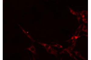 ABIN6274605 staining RAW264.