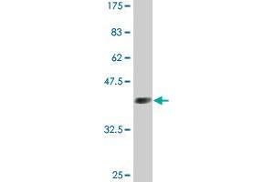 Western Blot detection against Immunogen (36. (GATA2 anticorps  (AA 1-102))