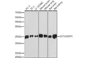 Western blot analysis of extracts of various cell lines, using GST3/GSTP1 antibody (ABIN7267448) at 1:1000 dilution. (GSTP1 anticorps)