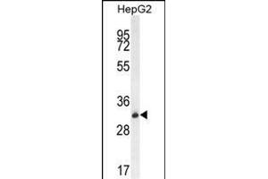 OR4K5 Antibody (C-term) (ABIN655937 and ABIN2845329) western blot analysis in HepG2 cell line lysates (35 μg/lane). (OR4K5 anticorps  (C-Term))