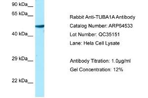 Western Blotting (WB) image for anti-Tubulin, alpha 1a (Tuba1a) (C-Term) antibody (ABIN971949) (TUBA1A anticorps  (C-Term))