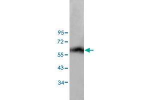Western blot analysis of human lung tissue lysate with ANGPT4 polyclonal antibody  at 1:200 dilution. (Angiopoietin 4 anticorps)