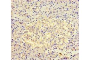 Immunohistochemistry of paraffin-embedded human pancreatic tissue using ABIN7157934 at dilution of 1:100 (AVL9 anticorps  (AA 162-432))