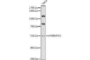 Western blot analysis of extracts of HeLa cells, using HNRNPH2 antibody (ABIN6132180, ABIN6141913, ABIN6141914 and ABIN6216812) at 1:3000 dilution. (HNRNPH2 anticorps  (AA 210-285))