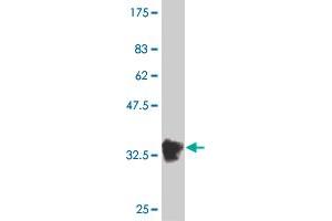 Western Blot detection against Immunogen (36.