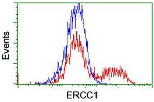HEK293T cells transfected with either RC200478 overexpress plasmid (Red) or empty vector control plasmid (Blue) were immunostained by anti-ERCC1 antibody (ABIN2455548), and then analyzed by flow cytometry. (ERCC1 anticorps)