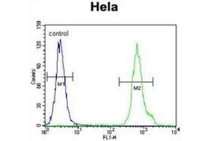 Flow cytometric analysis of Hela cells using LRRC45 Antibody (C-term) Cat. (LRRC45 anticorps  (C-Term))