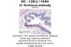 Image no. 1 for anti-Coagulation Factor II (Thrombin) Receptor-Like 3 (F2RL3) (C-Term) antibody (ABIN1734219) (F2RL3 anticorps  (C-Term))