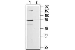 Western blot analysis of rat hippocampus lysates: - 1. (P2RX7 anticorps  (C-Term, Intracellular))