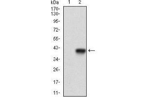 Western blot analysis using MCAM mAb against HEK293 (1) and MCAM (AA: 84-189)-hIgGFc transfected HEK293 (2) cell lysate. (MCAM anticorps  (AA 84-189))