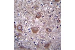 Immunohistochemistry analysis in formalin fixed and paraffin embedded human brain tissue reacted with PPP3CC / CALNA3 Antibody (N-term) followed by peroxidase conjugation of the secondary antibody and DAB staining. (PPP3CC anticorps  (N-Term))