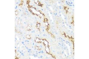 Immunohistochemistry of paraffin-embedded mouse kidney using MME antibody. (MME anticorps  (AA 52-352))