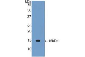 Western blot analysis of recombinant Rat IL34. (IL-34 anticorps  (AA 21-234))