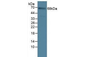 Figure. (IL23R anticorps  (AA 25-355))