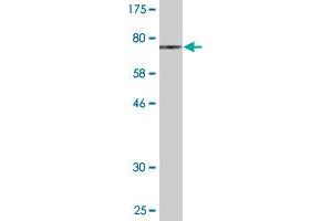 Western Blot detection against Immunogen (70.