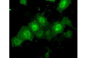Anti-TTLL12 mouse monoclonal antibody (ABIN2453749) immunofluorescent staining of COS7 cells transiently transfected by pCMV6-ENTRY TTLL12 (RC200841). (TTLL12 anticorps)