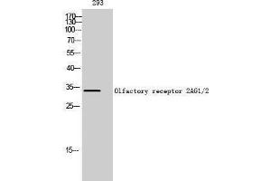 anti-Olfactory Receptor 2AG1/2 (Internal Region) antibody