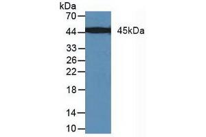 Figure. (MAP2K7 anticorps  (AA 113-388))