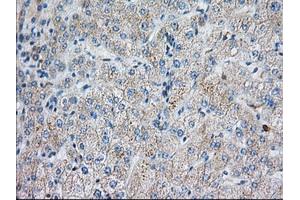 Immunohistochemistry (IHC) image for anti-Sorting Nexin 9 (SNX9) antibody (ABIN1501047)
