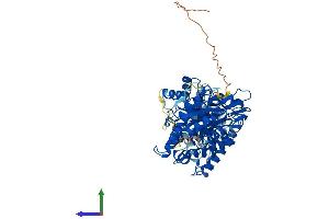 AlphaFold protein structure predicition of Human Recombinant MTHFR Protein, UniprotID P42898