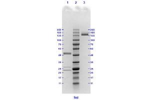 Coomassie stained SDS-PAGE results using Anti-Hemagglutinin (HA) (Mouse) Monoclonal Antibody clone 17C5 separated in a 4-20 % gradient gel. (Hemagglutinin anticorps)