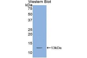 Western Blotting (WB) image for anti-Chemokine (C-X-C Motif) Ligand 10 (CXCL10) (AA 20-102) antibody (ABIN1859463) (CXCL10 anticorps  (AA 20-102))