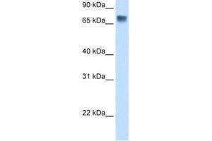 Western Blotting (WB) image for anti-Lipolysis Stimulated Lipoprotein Receptor (LSR) antibody (ABIN2461871) (LSR anticorps)