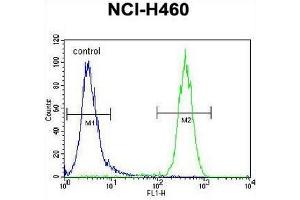 CCDC63 Antibody (C-term) flow cytometric analysis of NCI-H460 cells (right histogram) compared to a negative control cell (left histogram). (CCDC63 anticorps  (C-Term))