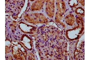 IHC image of ABIN7156513 diluted at 1:100 and staining in paraffin-embedded human kidney tissue performed on a Leica BondTM system.