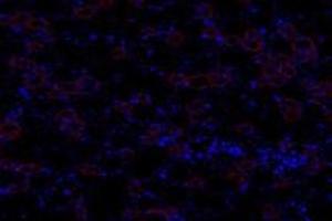 Immunofluorescent analysis of paraformaldehyde-fixed rat kidney using,GNE (ABIN7074056) at dilution of 1: 600 (GNE anticorps)