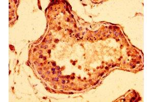 IHC image of ABIN7148050 diluted at 1:300 and staining in paraffin-embedded human testis tissue performed on a Leica BondTM system. (STAG3 anticorps  (AA 1056-1212))