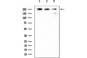 Western blot analysis of lysates from various samples, using MYH9 Mouse Monoclonal Antibody at 1/1000 dilution.