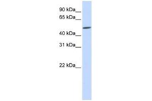 EVX2 antibody used at 0.