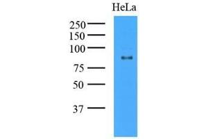 Cell lysates of HeLa (35 ug) were resolved by SDS-PAGE, transferred to nitrocellulose membrane and probed with anti-human GCN5L2 (1:1000).