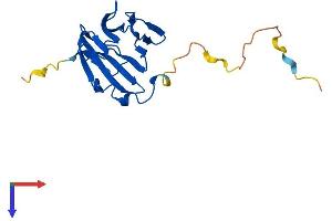 AlphaFold protein structure predicition of Mouse Recombinant Tifa Protein, UniprotID Q793I8