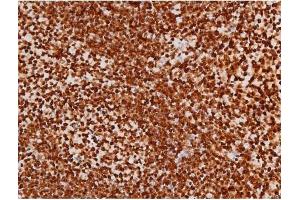 ABIN6267365 at 1/200 staining Mouse spleen tissue sections by IHC-P.