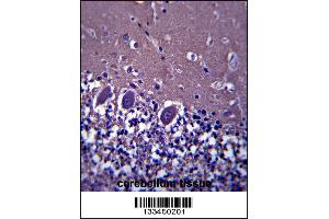 ABHD4 Antibody immunohistochemistry analysis in formalin fixed and paraffin embedded human cerebellum tissue followed by peroxidase conjugation of the secondary antibody and DAB staining. (ABHD4 anticorps  (AA 98-127))