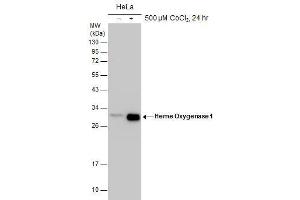 WB Image Untreated (–) and treated (+) HeLa whole cell extracts (30 μg) were separated by 12% SDS-PAGE, and the membrane was blotted with Heme Oxygenase 1 antibody , diluted at 1:1000. (HMOX1 anticorps)