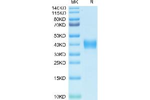 Biotinylated SARS RBD on Tris-Bis PAGE under reduced condition.