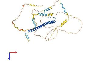 AlphaFold protein structure predicition of Mouse Recombinant Cebpa Protein, UniprotID P53566