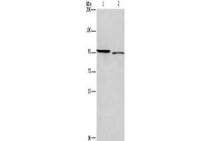 Western Blotting (WB) image for anti-Intercellular Adhesion Molecule 5 (ICAM5) antibody (ABIN2434798) (ICAM5 anticorps)