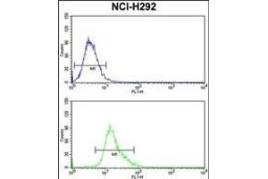 KYNU Antibody (C-term) (ABIN390735 and ABIN2841003) flow cytometry analysis of NCI- cells (bottom histogram) compared to a negative control cell (top histogram).