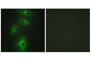 Immunofluorescence (IF) image for anti-Transmembrane Protease, Serine 3 (TMPRSS3) (C-Term) antibody (ABIN1849484) (TMPRSS3 anticorps  (C-Term))