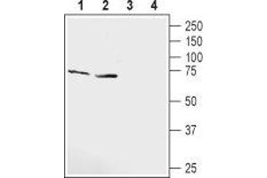 Western blot analysis of rat heart lysate (lanes 1 and 3) and mouse heart lysate (lanes 2 and 4): - 1,2.