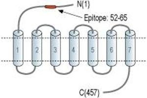 anti-Vasoactive Intestinal Peptide Receptor 1 (VIPR1) (AA 52-65), (Extracellular), (N-Term) antibody