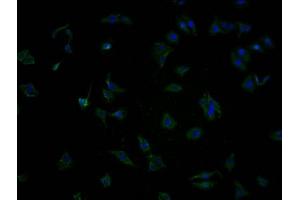 Immunofluorescence staining of HepG2 cells with ABIN7140016 at 1:100, counter-stained with DAPI. (OR5T2 anticorps  (AA 298-310))