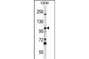 Western blot analysis in CEM cell line lysates (35ug/lane). (MCM4 anticorps  (C-Term))