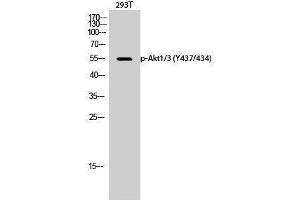 Western Blotting (WB) image for anti-AKT1/3 (pTyr434), (pTyr437) antibody (ABIN3182659) (AKT1/3 (pTyr434), (pTyr437) anticorps)